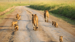Just Look at These G-D Magnificent Lionesses Strut. Work It, Ladies.